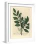 Blue Flowered Common Liquorice, Glycyrrhiza Glabra-James Sowerby-Framed Giclee Print