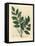 Blue Flowered Common Liquorice, Glycyrrhiza Glabra-James Sowerby-Framed Stretched Canvas