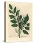 Blue Flowered Common Liquorice, Glycyrrhiza Glabra-James Sowerby-Stretched Canvas