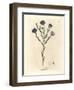 Blue Flowered Flax, Linum Usitatissimum-James Sowerby-Framed Giclee Print