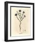 Blue Flowered Flax, Linum Usitatissimum-James Sowerby-Framed Giclee Print