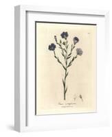 Blue Flowered Flax, Linum Usitatissimum-James Sowerby-Framed Giclee Print