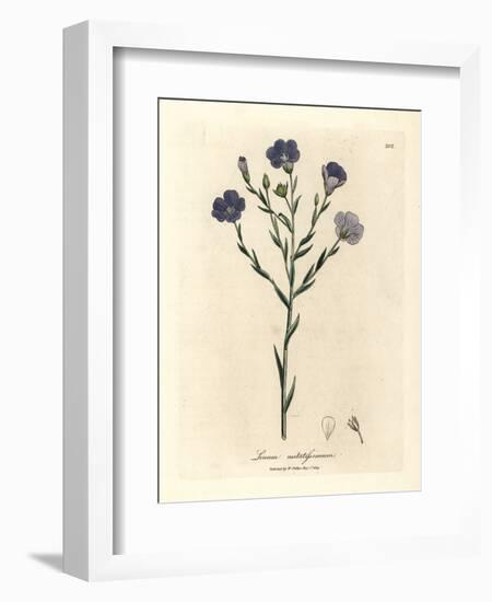 Blue Flowered Flax, Linum Usitatissimum-James Sowerby-Framed Giclee Print