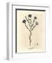 Blue Flowered Flax, Linum Usitatissimum-James Sowerby-Framed Giclee Print