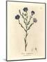 Blue Flowered Flax, Linum Usitatissimum-James Sowerby-Mounted Giclee Print