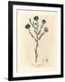 Blue Flowered Flax, Linum Usitatissimum-James Sowerby-Framed Giclee Print