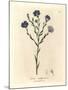 Blue Flowered Flax, Linum Usitatissimum-James Sowerby-Mounted Giclee Print