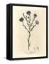 Blue Flowered Flax, Linum Usitatissimum-James Sowerby-Framed Stretched Canvas