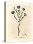 Blue Flowered Flax, Linum Usitatissimum-James Sowerby-Stretched Canvas