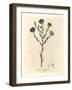 Blue Flowered Flax, Linum Usitatissimum-James Sowerby-Framed Giclee Print