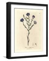 Blue Flowered Flax, Linum Usitatissimum-James Sowerby-Framed Giclee Print