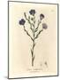 Blue Flowered Flax, Linum Usitatissimum-James Sowerby-Mounted Giclee Print