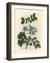 Blue Flowered Guaiacum Officinale-James Sowerby-Framed Premium Giclee Print