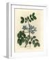 Blue Flowered Guaiacum Officinale-James Sowerby-Framed Premium Giclee Print