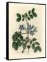 Blue Flowered Guaiacum Officinale-James Sowerby-Framed Stretched Canvas