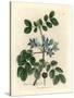 Blue Flowered Guaiacum Officinale-James Sowerby-Stretched Canvas