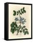 Blue Flowered Guaiacum Officinale-James Sowerby-Framed Stretched Canvas