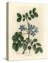 Blue Flowered Guaiacum Officinale-James Sowerby-Stretched Canvas