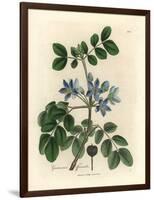 Blue Flowered Guaiacum Officinale-James Sowerby-Framed Giclee Print