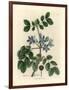 Blue Flowered Guaiacum Officinale-James Sowerby-Framed Giclee Print