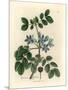 Blue Flowered Guaiacum Officinale-James Sowerby-Mounted Giclee Print