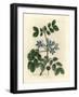 Blue Flowered Guaiacum Officinale-James Sowerby-Framed Giclee Print