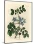 Blue Flowered Guaiacum Officinale-James Sowerby-Mounted Giclee Print