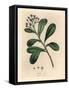 Blue-Flowered, Laurel-Leaved Canella, Canella Alba, Canella Winterana-James Sowerby-Framed Stretched Canvas