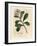 Blue-Flowered, Laurel-Leaved Canella, Canella Alba, Canella Winterana-James Sowerby-Framed Giclee Print