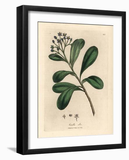 Blue-Flowered, Laurel-Leaved Canella, Canella Alba, Canella Winterana-James Sowerby-Framed Giclee Print