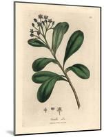 Blue-Flowered, Laurel-Leaved Canella, Canella Alba, Canella Winterana-James Sowerby-Mounted Giclee Print