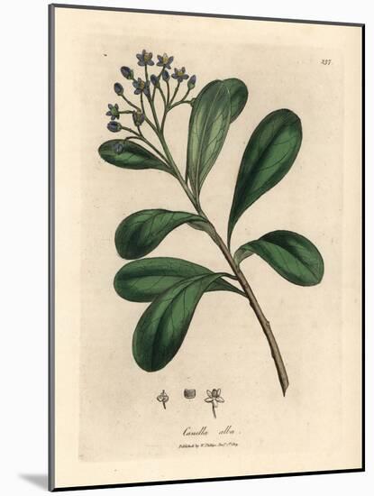Blue-Flowered, Laurel-Leaved Canella, Canella Alba, Canella Winterana-James Sowerby-Mounted Giclee Print