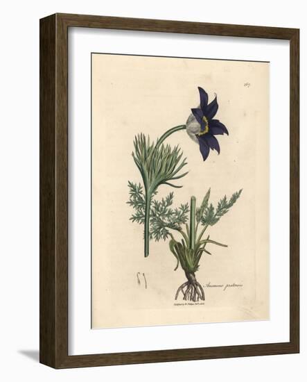 Blue Flowered Meadow Anemone or Pasque Flower, Anemone Pratensis-James Sowerby-Framed Giclee Print