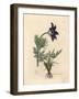 Blue Flowered Meadow Anemone or Pasque Flower, Anemone Pratensis-James Sowerby-Framed Giclee Print