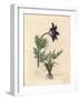 Blue Flowered Meadow Anemone or Pasque Flower, Anemone Pratensis-James Sowerby-Framed Giclee Print