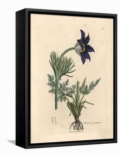 Blue Flowered Meadow Anemone or Pasque Flower, Anemone Pratensis-James Sowerby-Framed Stretched Canvas