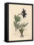 Blue Flowered Meadow Anemone or Pasque Flower, Anemone Pratensis-James Sowerby-Framed Stretched Canvas