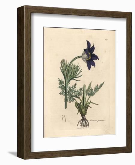 Blue Flowered Meadow Anemone or Pasque Flower, Anemone Pratensis-James Sowerby-Framed Giclee Print