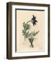 Blue Flowered Meadow Anemone or Pasque Flower, Anemone Pratensis-James Sowerby-Framed Giclee Print