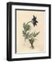 Blue Flowered Meadow Anemone or Pasque Flower, Anemone Pratensis-James Sowerby-Framed Giclee Print