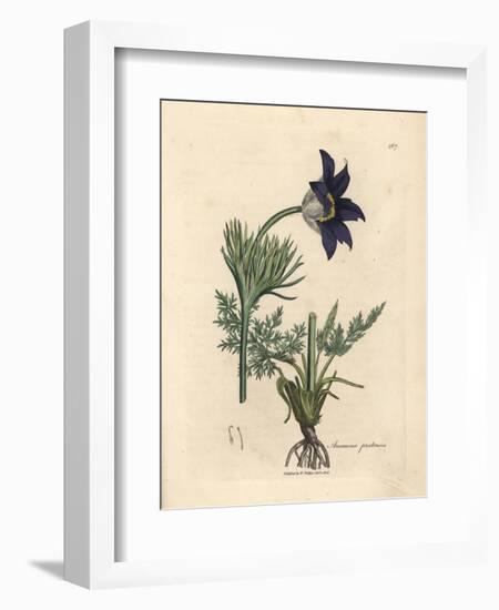 Blue Flowered Meadow Anemone or Pasque Flower, Anemone Pratensis-James Sowerby-Framed Giclee Print