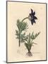 Blue Flowered Meadow Anemone or Pasque Flower, Anemone Pratensis-James Sowerby-Mounted Giclee Print