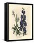 Blue Flowered Wolf's Bane or Monk's Hood, Aconitum Napellus-James Sowerby-Framed Stretched Canvas