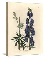 Blue Flowered Wolf's Bane or Monk's Hood, Aconitum Napellus-James Sowerby-Stretched Canvas
