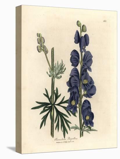 Blue Flowered Wolf's Bane or Monk's Hood, Aconitum Napellus-James Sowerby-Stretched Canvas