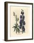 Blue Flowered Wolf's Bane or Monk's Hood, Aconitum Napellus-James Sowerby-Framed Giclee Print