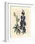 Blue Flowered Wolf's Bane or Monk's Hood, Aconitum Napellus-James Sowerby-Framed Giclee Print