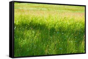Blue Flowers in a Field Photo Print Poster-null-Framed Stretched Canvas