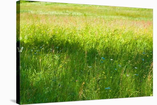 Blue Flowers in a Field Photo Print Poster-null-Stretched Canvas