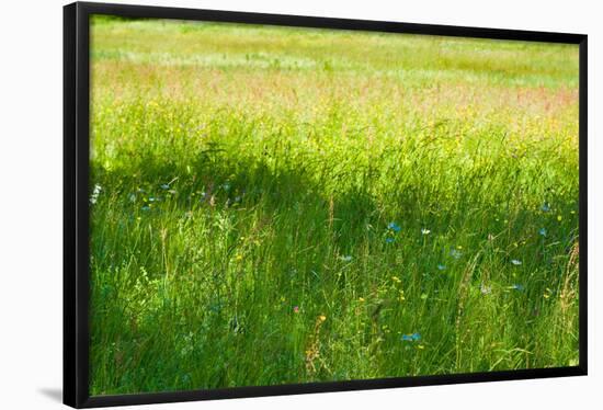 Blue Flowers in a Field Photo Print Poster-null-Framed Poster